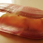 Solecurtus strigilatus. Lattaro