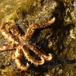 Coscinasterias tenuispina
