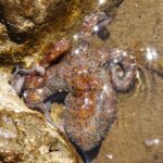 Molluschi cefalopode
