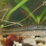Cebacek, Pseudorasbora parva