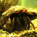 Clibanarius erythropus. Paguro diavolo, p. zampe rosse, p. di costa