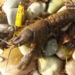 Gambero americano, Orconectes limosus