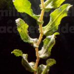 Potamogeton perfoliatus. Brasca arrotondata, lingua d'acqua perfogliata