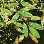 Potamogeton natans. Brasca comune
