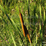Typha angustifolia, lisca a foglie strette