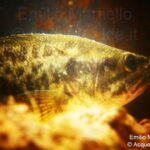 Micropterus salmoides, Persico trota, boccalone, black bass,  largemouth bass.