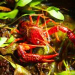 Procambarus clarkii. Gambero rosso della Louisiana, gambero killer, Louisiana red swamp crayfish
