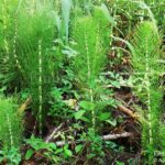 Equisetum telmateja / Equisetum telmateia. Equiseto massimo, coda di cavallo, coda cavallina