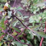 Bidens tripartita. Forbicina comune