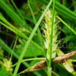 Carex hirta