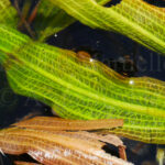 Potamogeton lucens