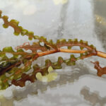 Potamogeton crispus